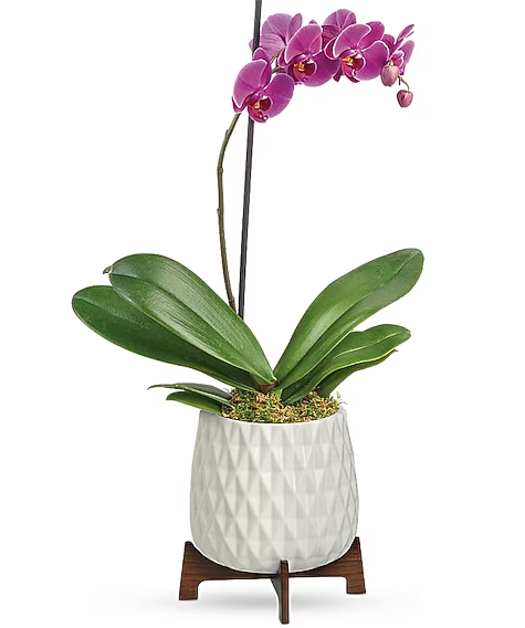 Architectural Orchid Plant