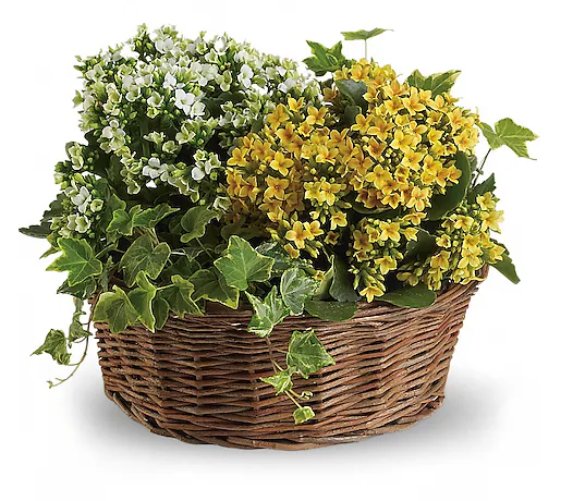Basket of Joy