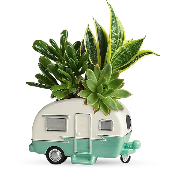 Cool Camper Succulent Garden