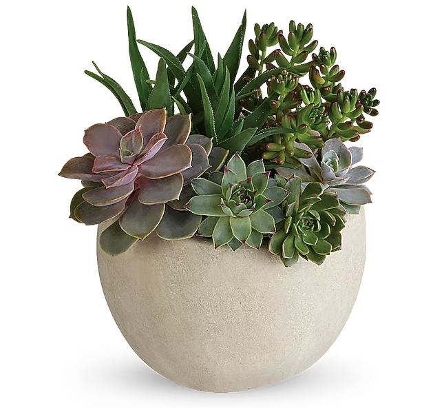 Desert Beauty Succulent Garden