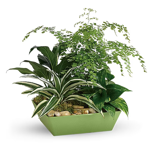 Forever Green Plant Garden