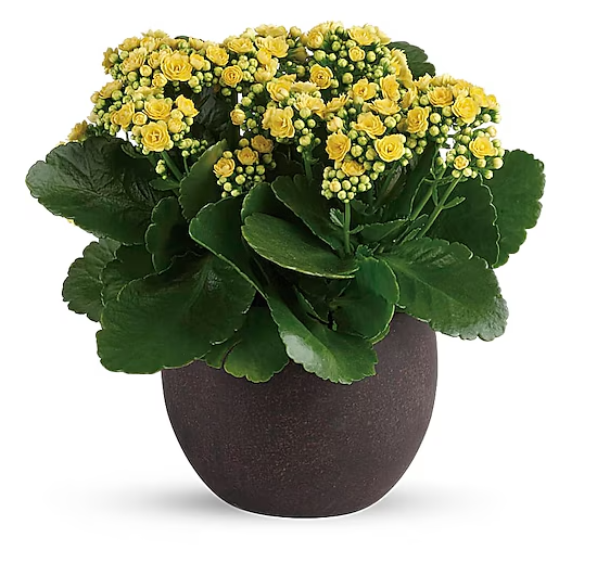 Forever Yellow Kalanchoes