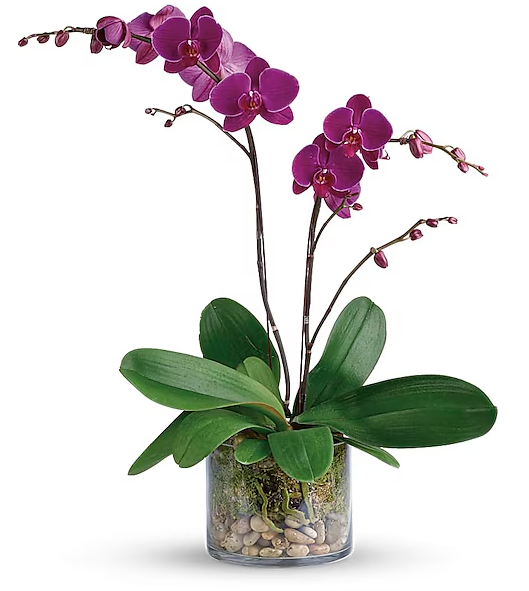 Glorious Gratitude Orchid