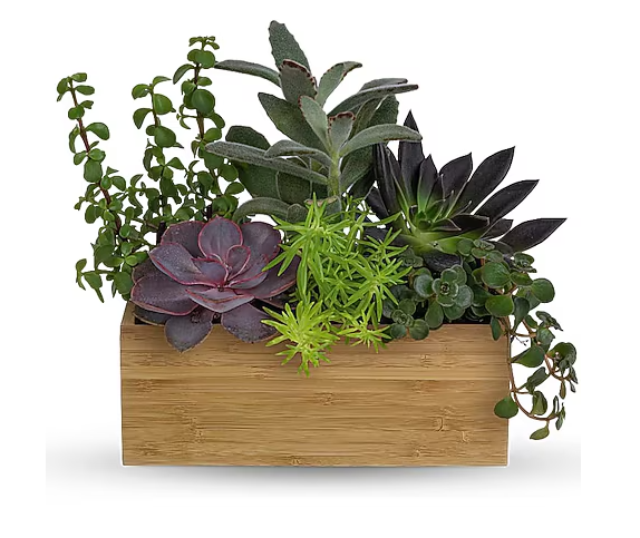 Grow Positive Garden