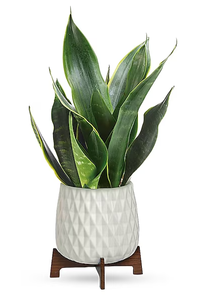 Growing Art Sansevieria Plant