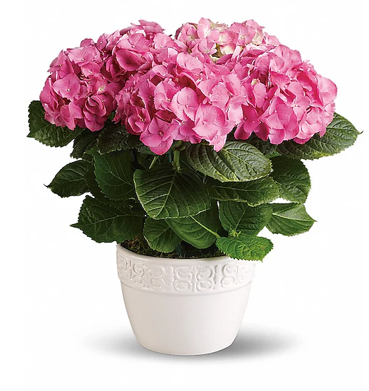Happy Hydrangea - Pink
