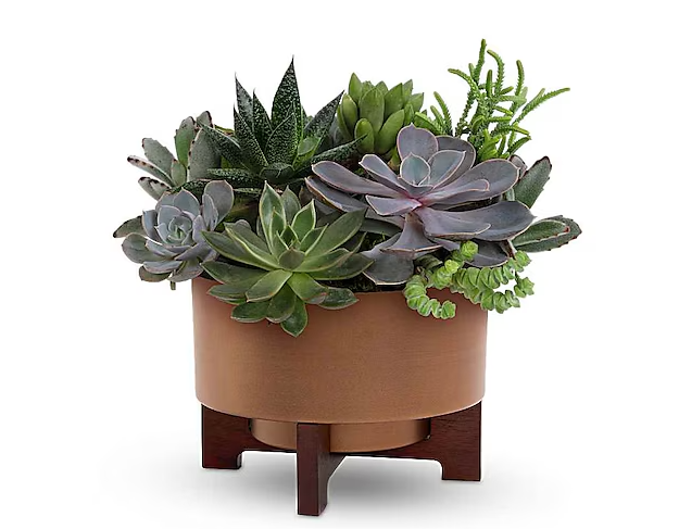 Harvest Succulent Garden