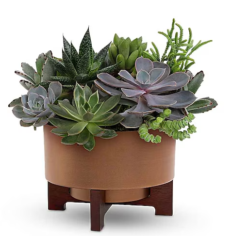 Harvest Succulent Garden