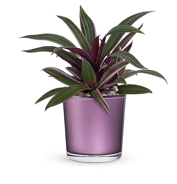 Leaves of Amethyst Plant