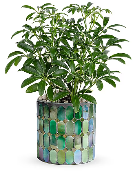 Leaves of Glass Plant