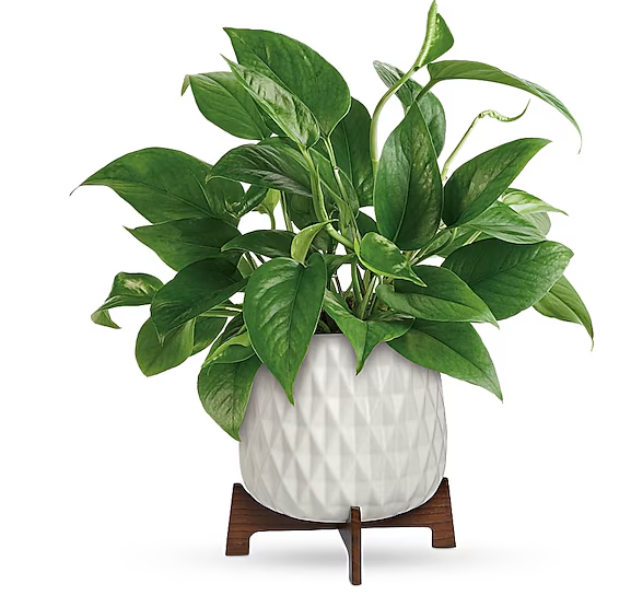 Lush Leaves Pothos Plant