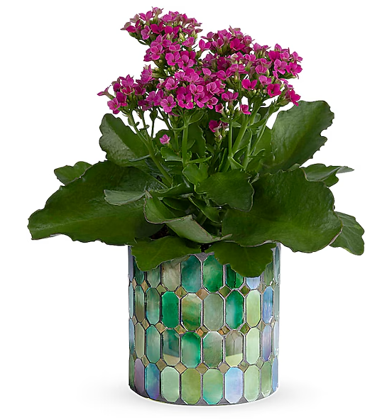 Memorable Mosaic Plant