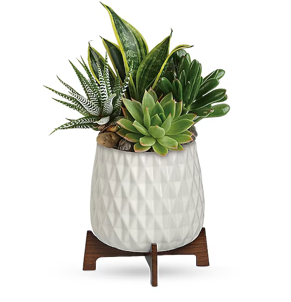 Modern Mood Succulent Garden