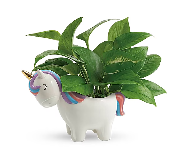 Peaceful Unicorn Pothos Plant