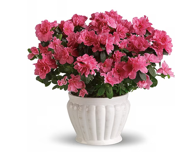 Pretty In Pink Azalea