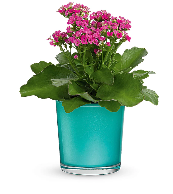 Shimmering Aqua Plant