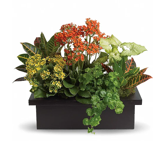 Stylish Plant Assortment