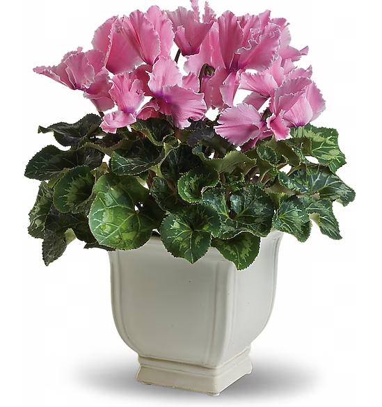 Sunny Cyclamen