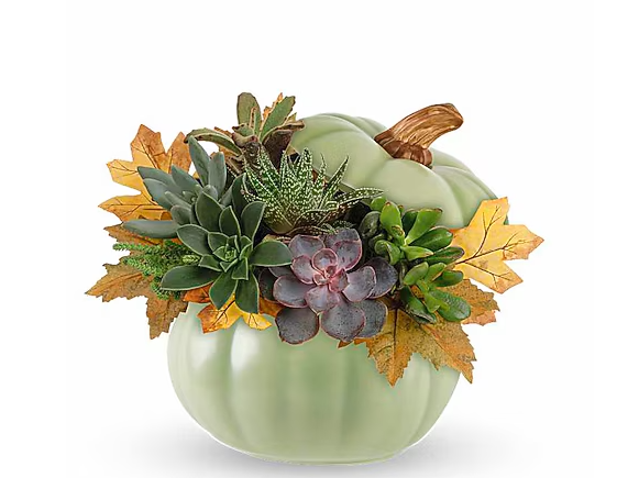 Sage Pumpkin Succulent Garden